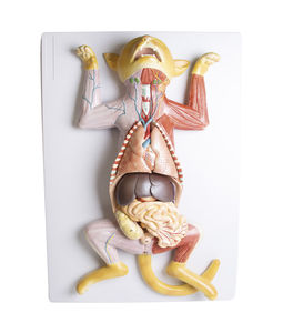 modello anatomico di stomaco