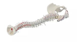 modello anatomico di rachide