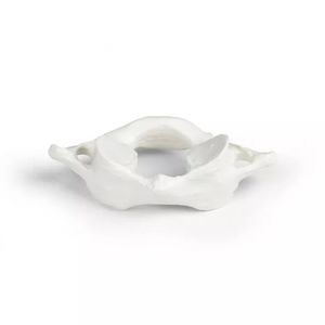 modello anatomico di vertebre