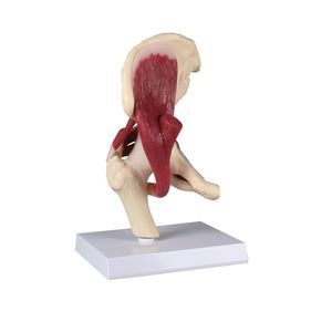 modello anatomico di articolazione
