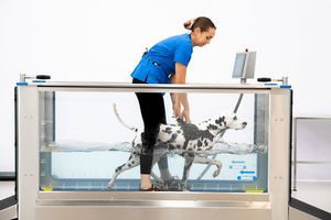 tapis roulant veterinario per idroterapia