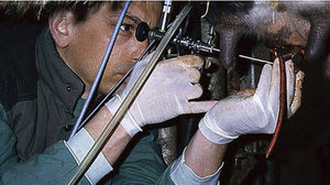 teloscopio veterinario per bovini