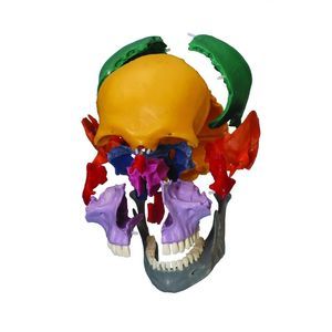 modello anatomico di cranio