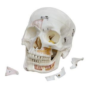 modello anatomico di denti