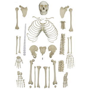 modello anatomico di scheletro