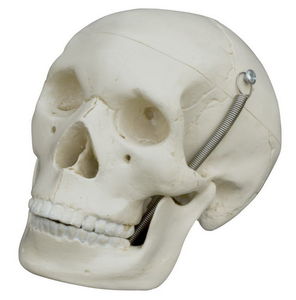 modello anatomico di cranio