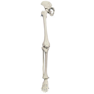 modello anatomico di scheletro