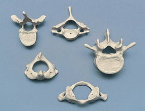 modello anatomico di vertebre cervicali