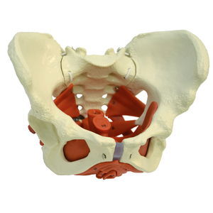 modello anatomico di bacino