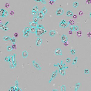 modulo software per imaging cellulare