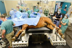 laser per fotostimolazione veterinaria per animali di grossa taglia 1