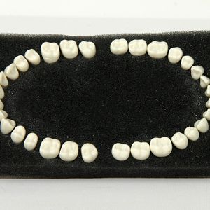 modello anatomico di denti / ad uso didattico