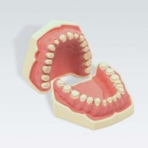 modello anatomico di dentatura 1