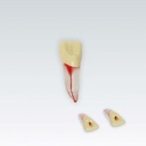 modello anatomico di denti