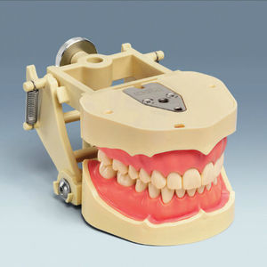 modello anatomico di dentatura 1