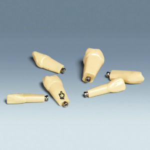 modello anatomico di denti 1