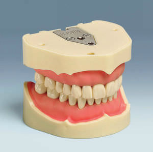 modello anatomico di dentatura 1