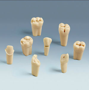 modello anatomico di denti 1