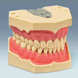modello anatomico di dentatura 1