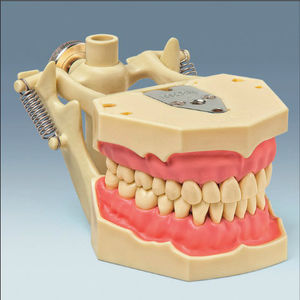modello anatomico di dentatura 1