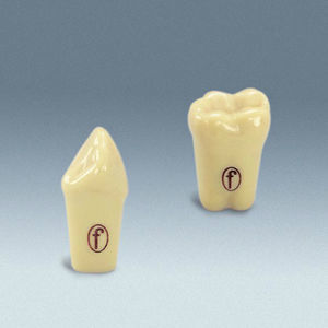 modello anatomico di denti 1