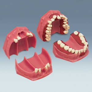 modello anatomico di dentatura 1