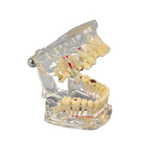 modello anatomico di mandibola 1