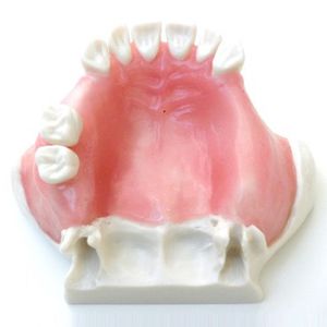 modello anatomico di mandibola