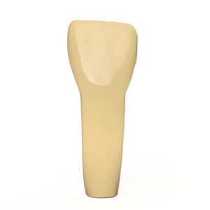 modello anatomico di denti / ad uso didattico