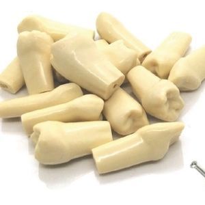 modello anatomico di denti