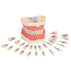modello anatomico di denti