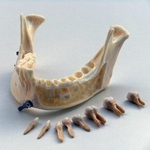 modello anatomico di mandibola