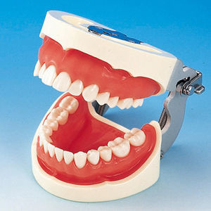 modello anatomico di dentatura 1
