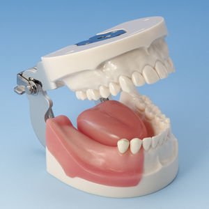 modello anatomico osseo 1