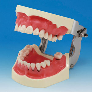 modello anatomico di dentatura