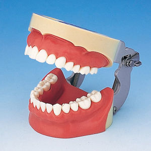 modello anatomico di dentatura