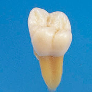 modello anatomico di denti 1