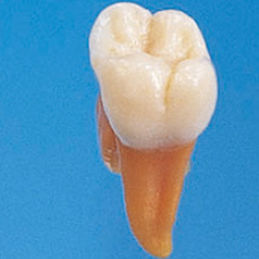 modello anatomico di denti 1