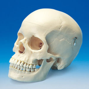 modello anatomico di cranio 1