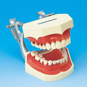 modello anatomico di dentatura