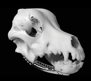 modello anatomico di testa
