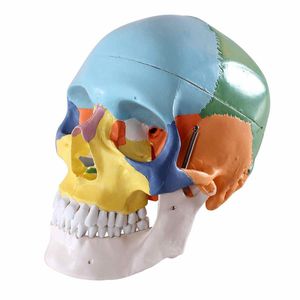 modello anatomico osseo 1