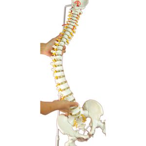 modello anatomico colonna vertebrale / bacino / di patologia / flessibile