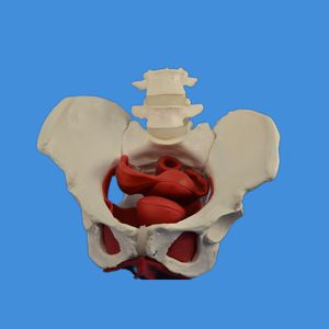 modello anatomico di bacino