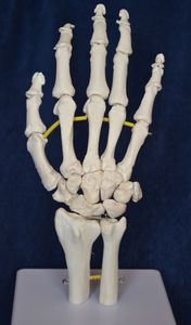 modello anatomico di scheletro