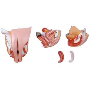 modello anatomico di organi genitali femminili 1