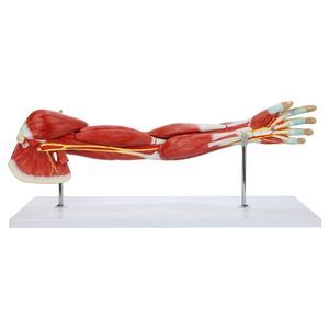 modello anatomico muscolare