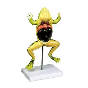 modello anatomico di corpo intero
