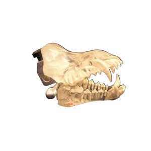 modello anatomico di dentatura 1