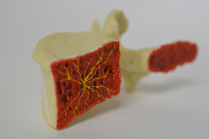 modello anatomico di vertebre lombari
